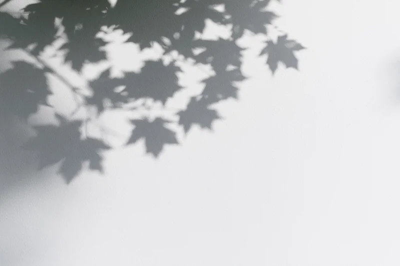 Soft shadows of maple leaves and branches cast onto a plain white wall