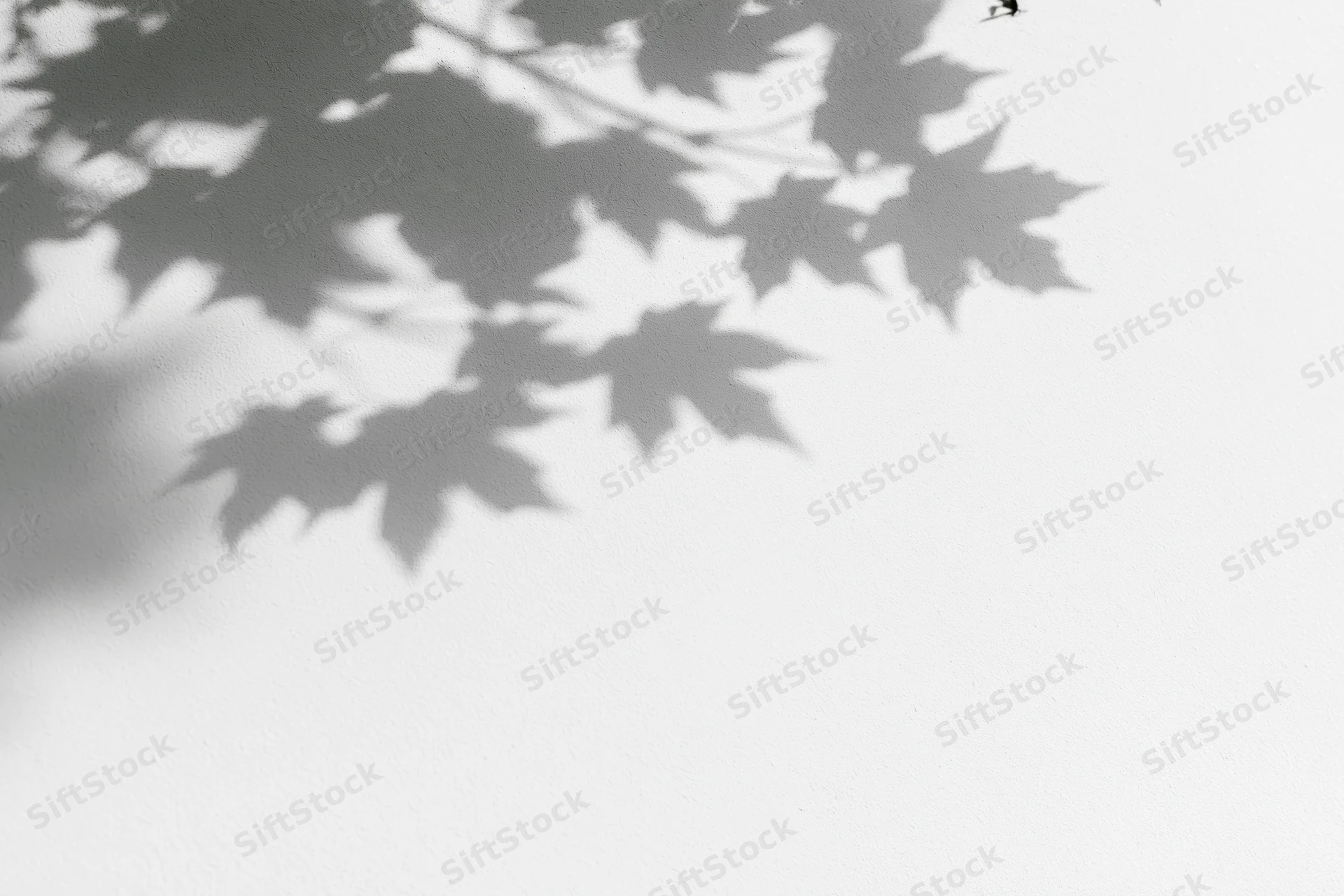 Soft shadows of maple leaves and branches cast onto a plain white wall
