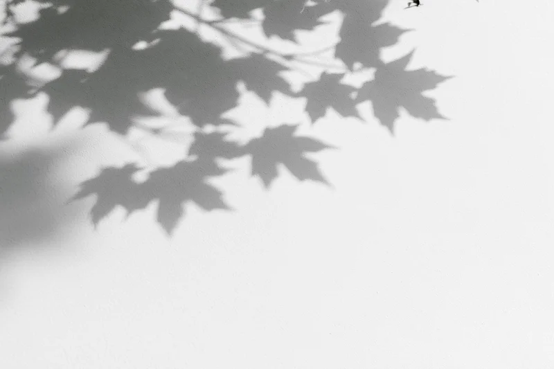 Soft shadows of maple leaves and branches cast onto a plain wall