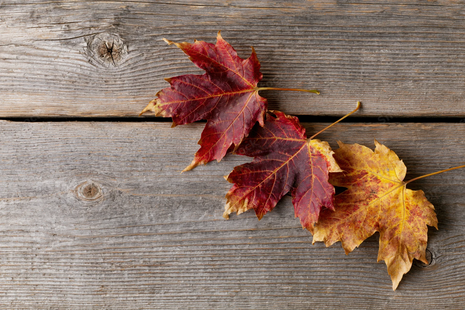 Three autumn maple leaves arranged in the bottom-right corner on a weathered wooden surface