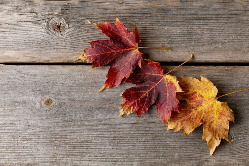 Three autumn maple leaves arranged in the bottom-right corner on a weathered wooden surface