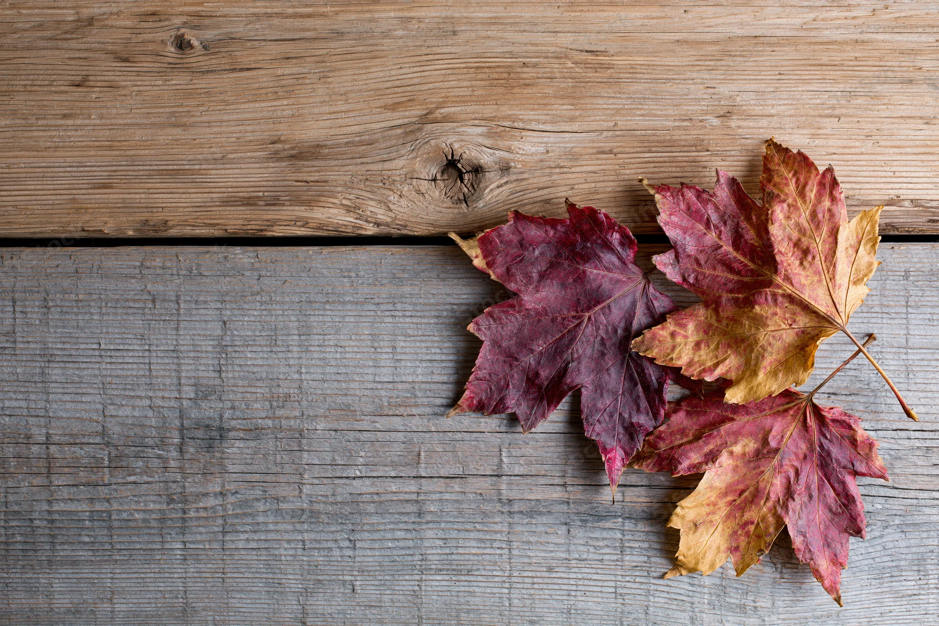 Three dried maple leaves arranged in the bottom-right corner on weathered wooden planks