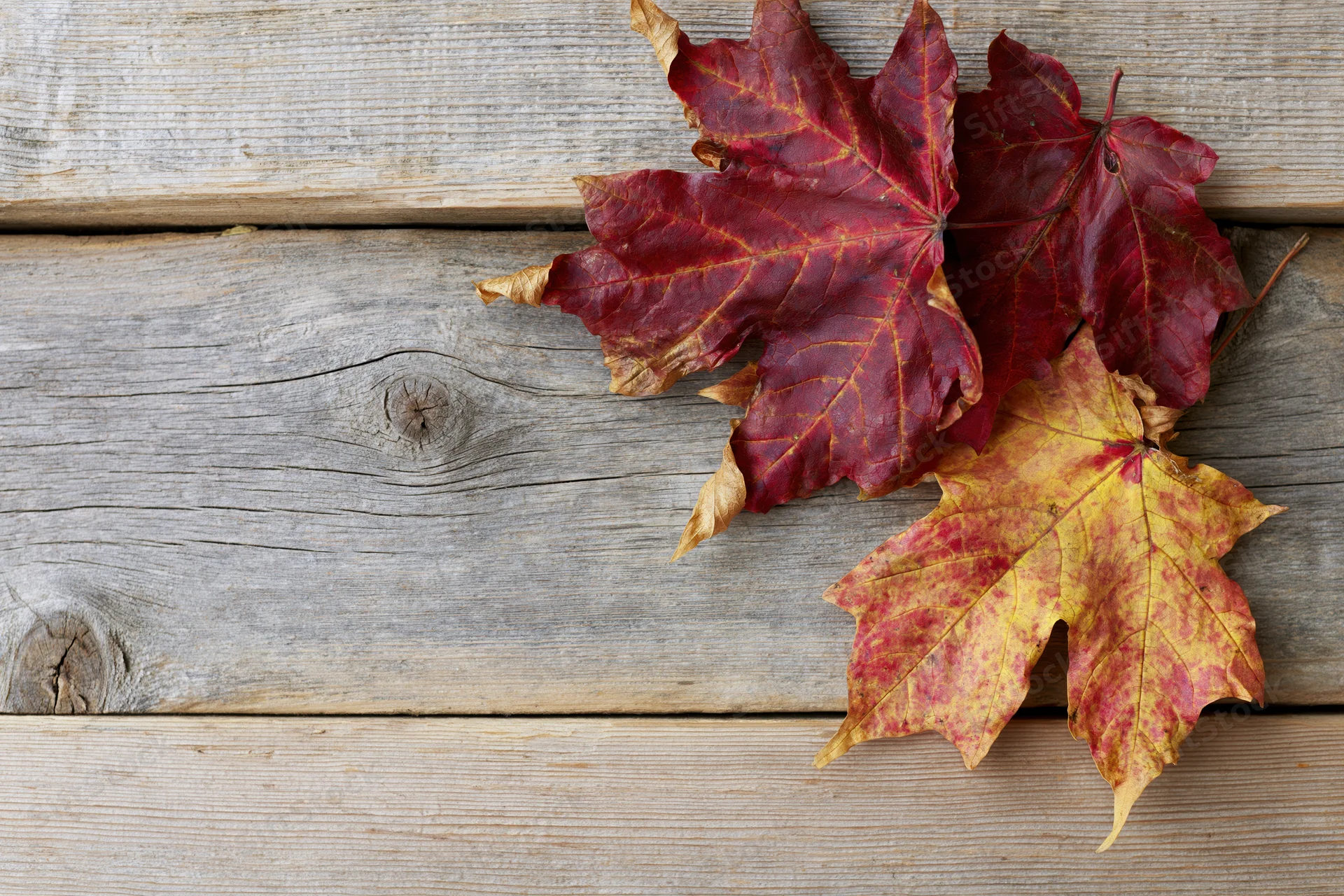 Three dried maple leaves arranged in the bottom-right corner on a weathered wooden surface