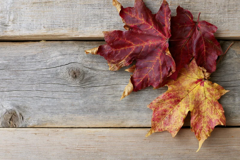Three dried maple leaves arranged in the bottom-right corner on a weathered wooden surface