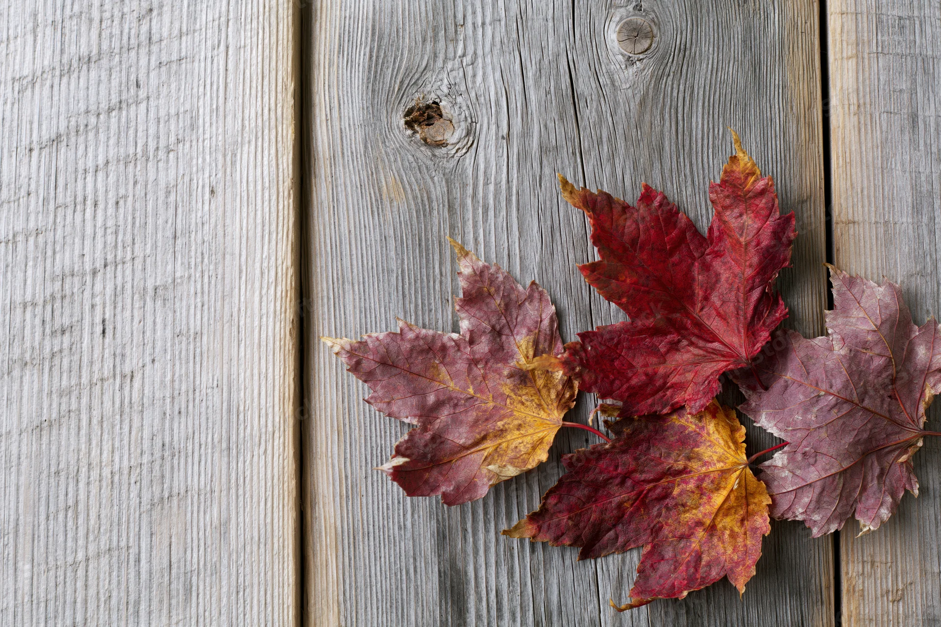 Three dried maple leaves arranged in the bottom-right corner on a weathered wooden surface