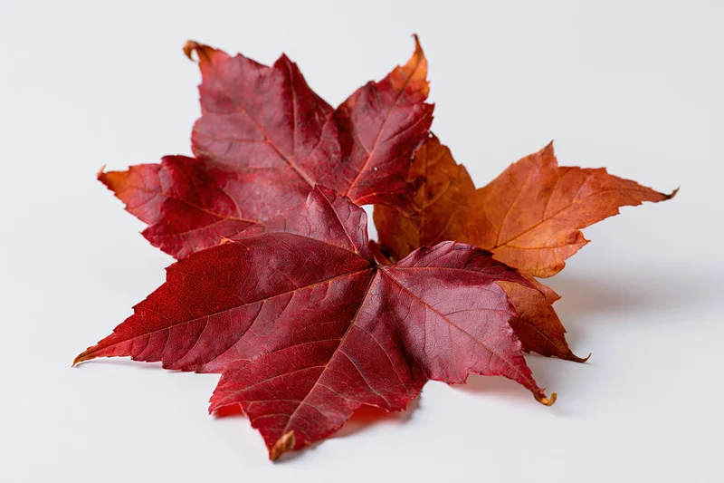 Three red maple leaves arranged loosely on a white surface