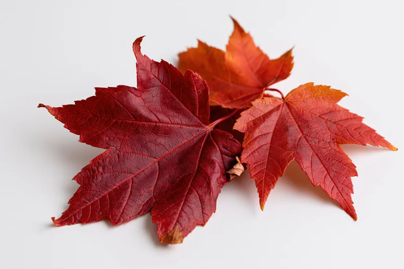 Three red maple leaves arranged loosely on a flat white surface