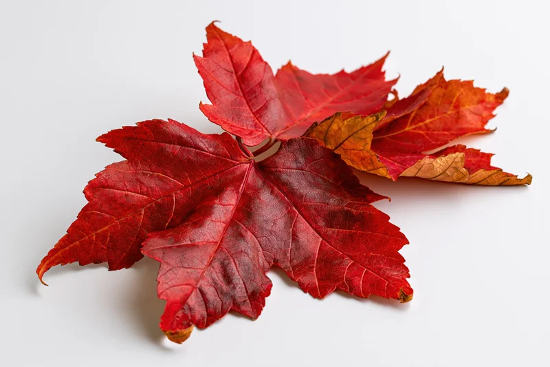 Red maple leaves arranged loosely on a white surface