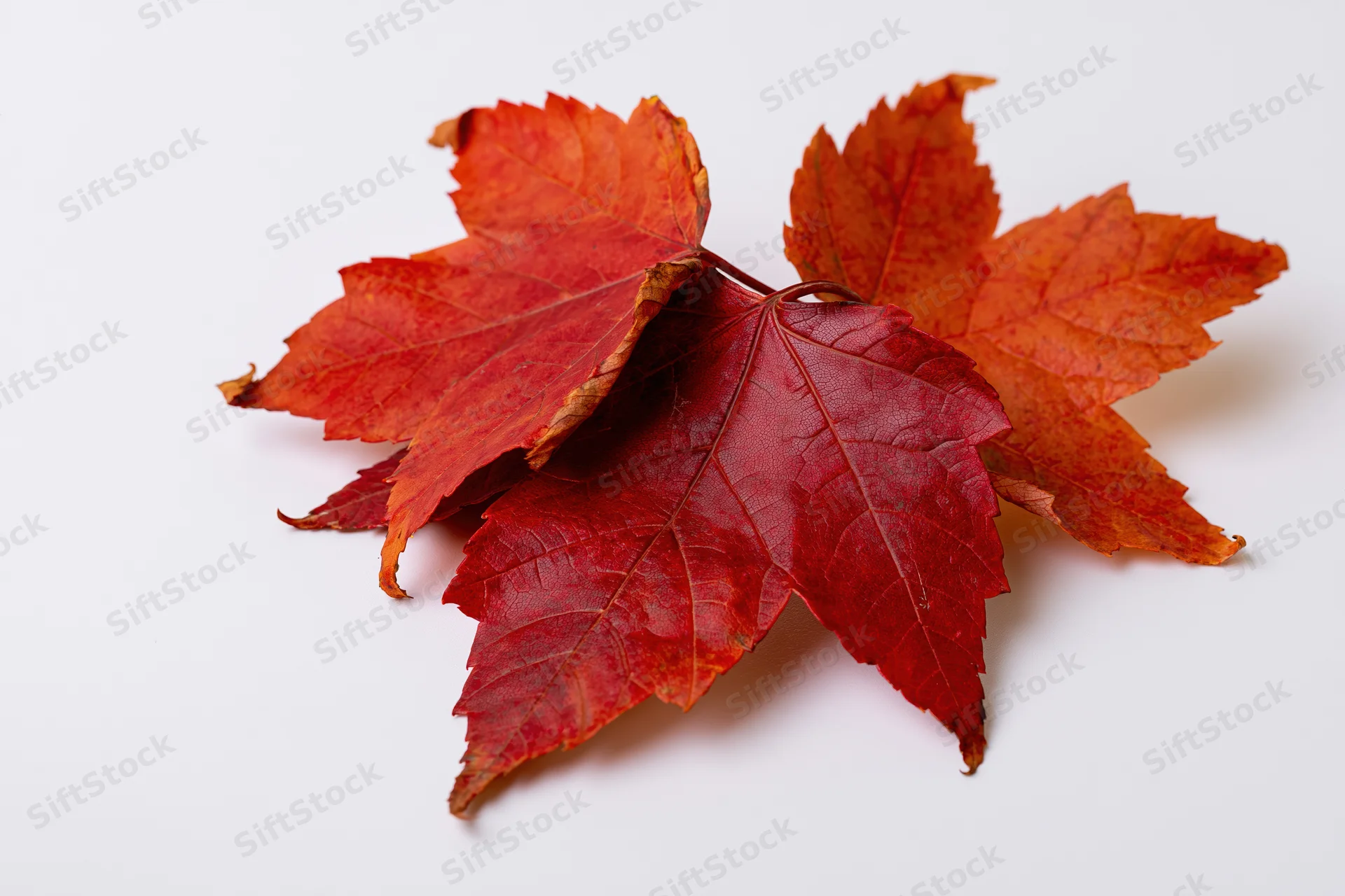 Three red maple leaves arranged loosely on a flat white surface
