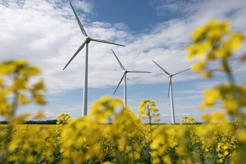 Three white wind turbines rising above a blooming rapeseed field under a partly cloudy blue sky