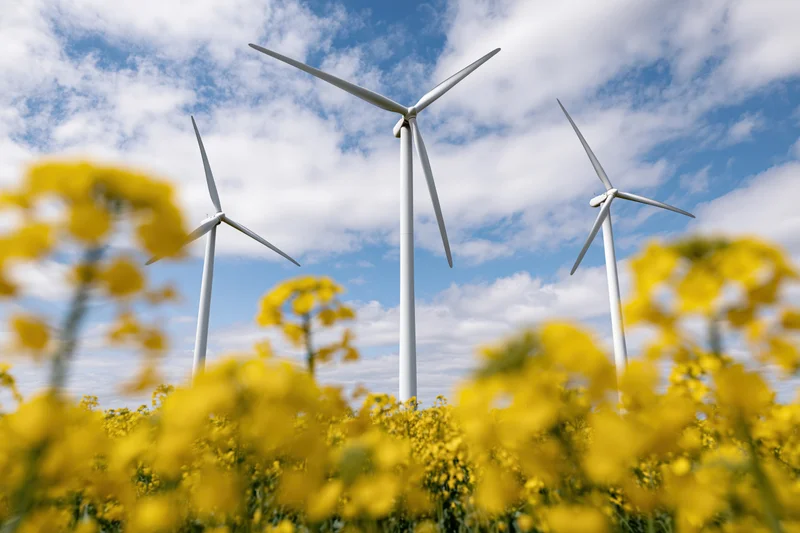 Three white wind turbines rising above a blooming rapeseed field under a blue sky with scattered clouds
