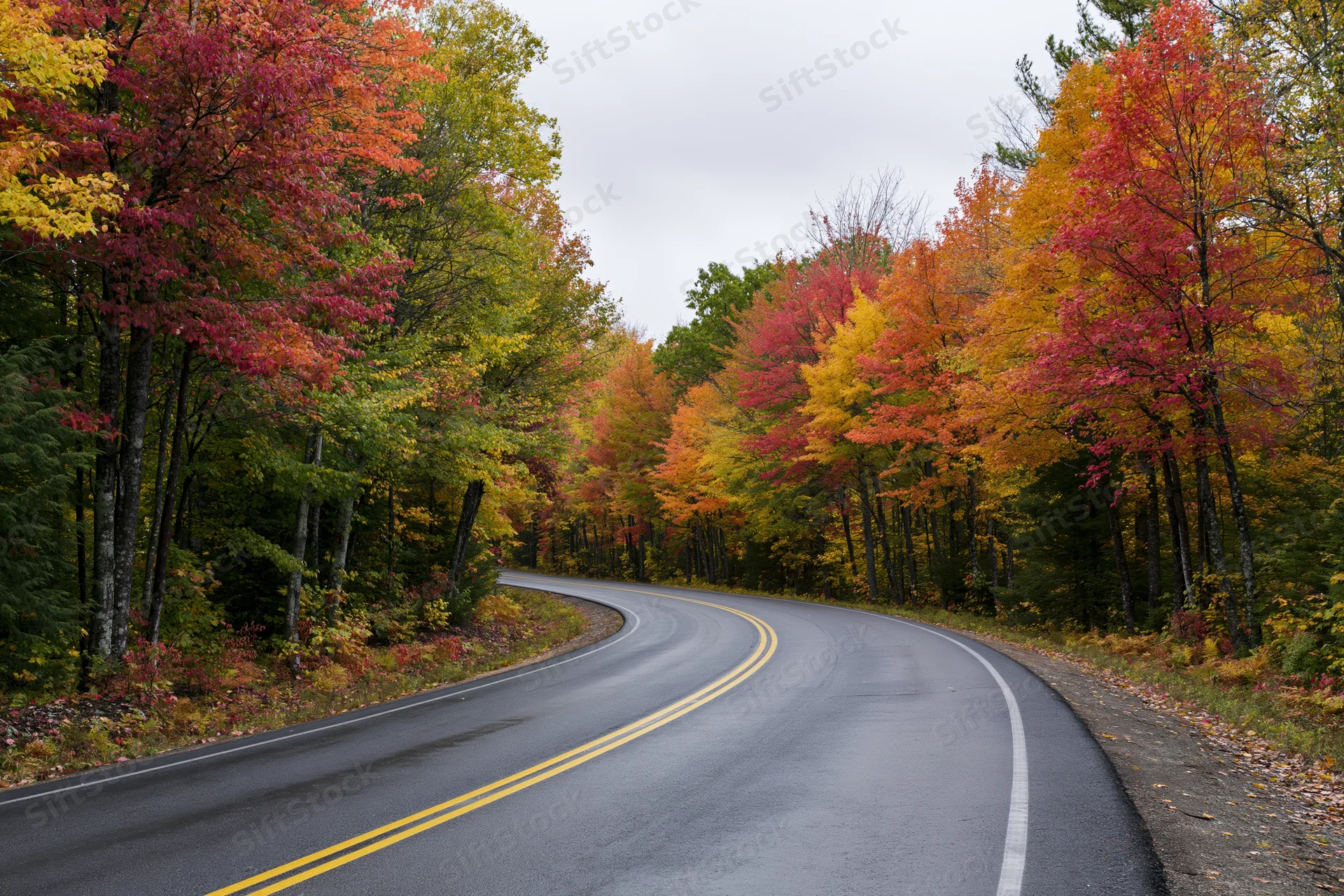 Winding two-lane asphalt road curving through dense autumn forest in New England