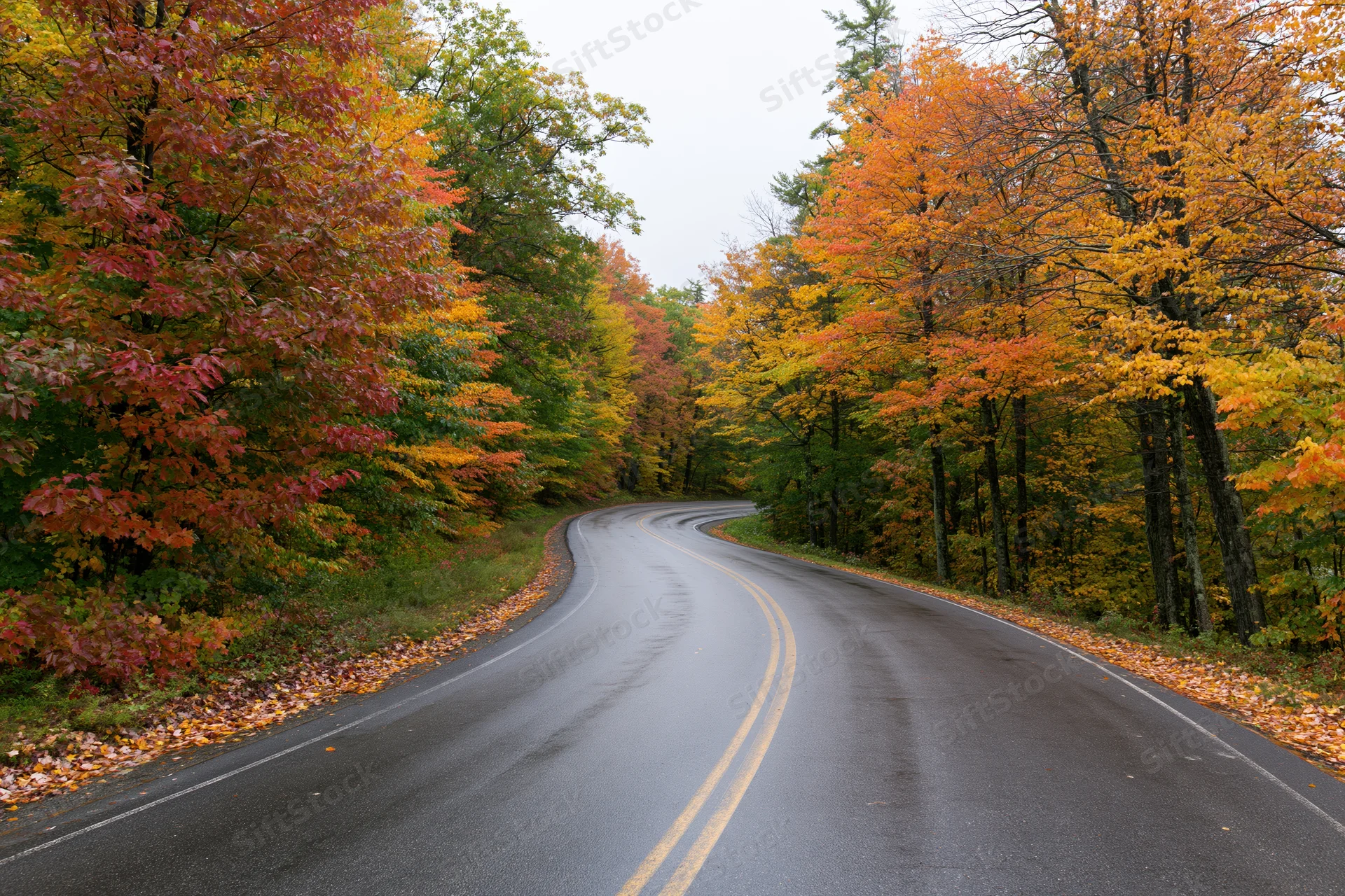 Winding asphalt road curving through dense autumn forest with colorful foliage in New England