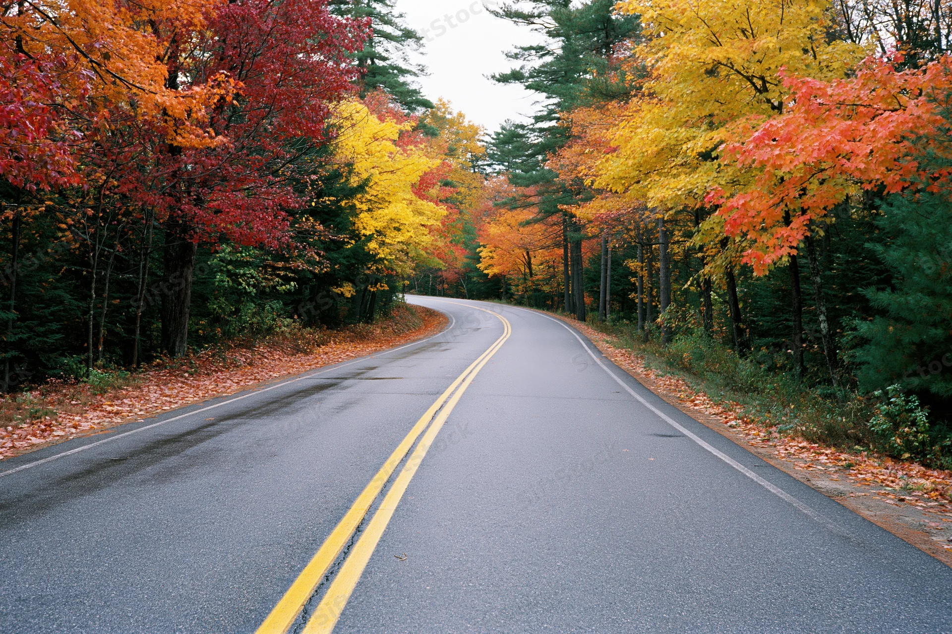 Curving two-lane asphalt road through dense New England forest in autumn with colorful foliage lining both sides