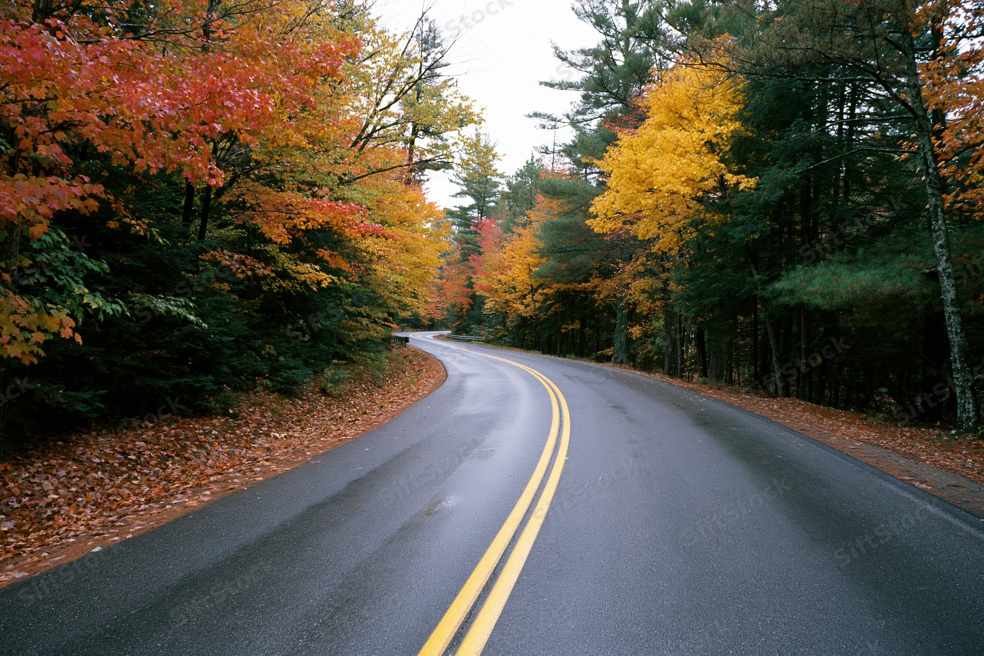 Curving two-lane asphalt road through dense New England forest in autumn with colorful foliage lining both sides