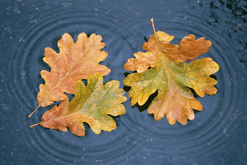 Two wet autumn oak leaves floating in a shallow rain puddle with ripples on dark water surface