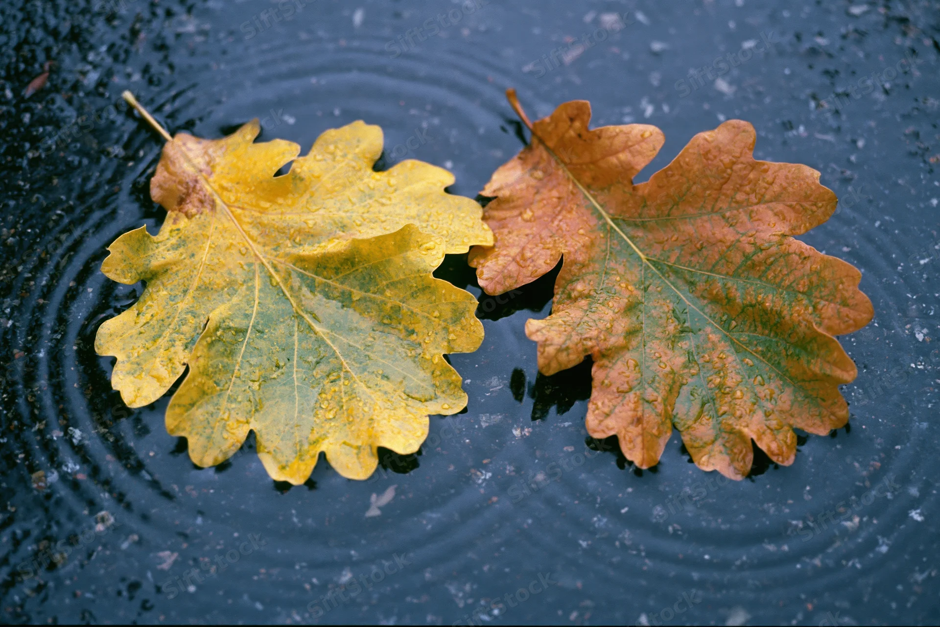 Two wet autumn oak leaves floating in a shallow rain puddle on dark ground