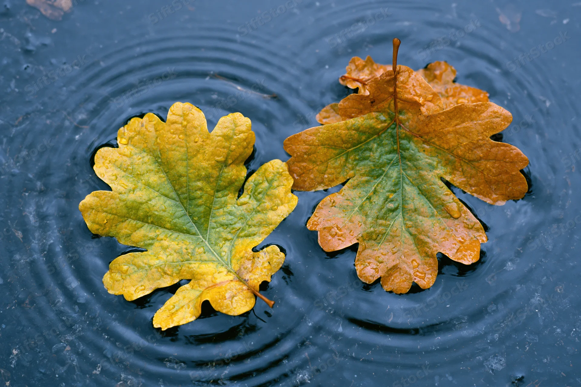 Two wet autumn oak leaves floating in a shallow rain puddle with ripples on dark water surface