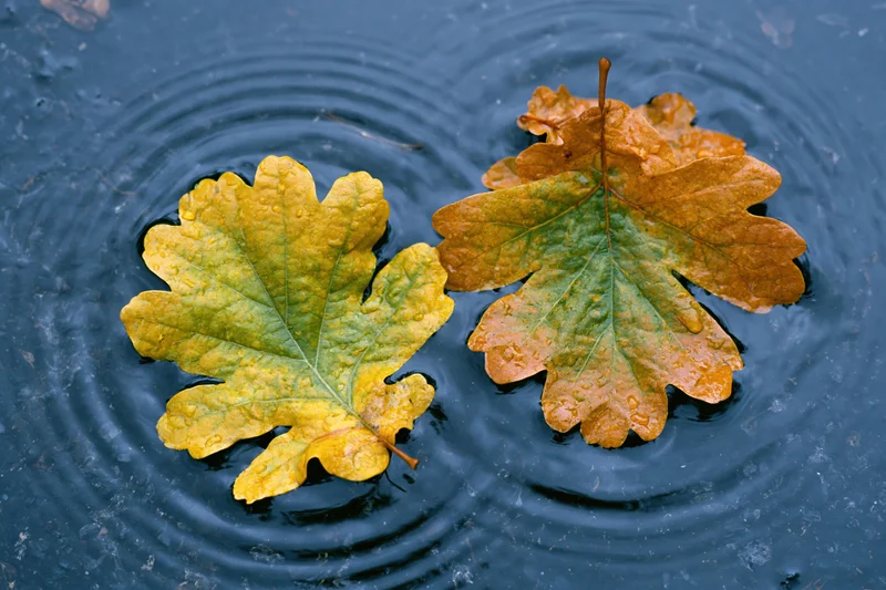 Two wet autumn oak leaves floating in a shallow rain puddle with ripples on dark water surface
