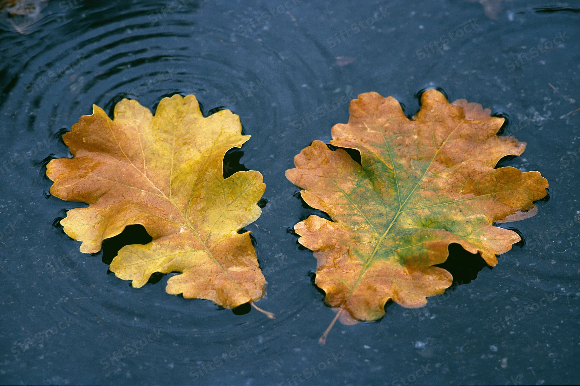 Two wet autumn oak leaves floating in a shallow rain puddle with ripples on the surface