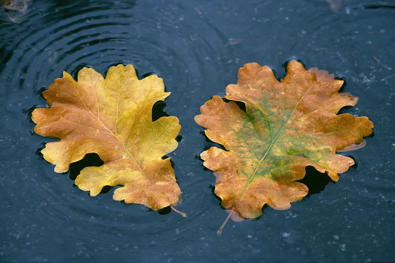 Two wet autumn oak leaves floating in a shallow rain puddle with ripples on the surface