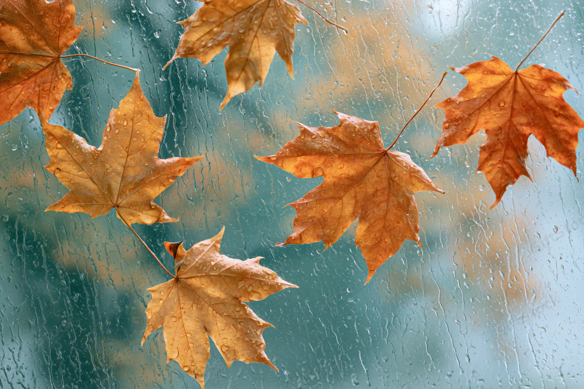 Wet autumn maple leaves scattered against a rain-streaked window glass