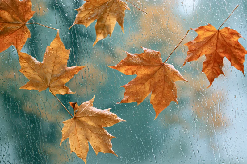 Wet autumn maple leaves scattered against a rain-streaked window glass