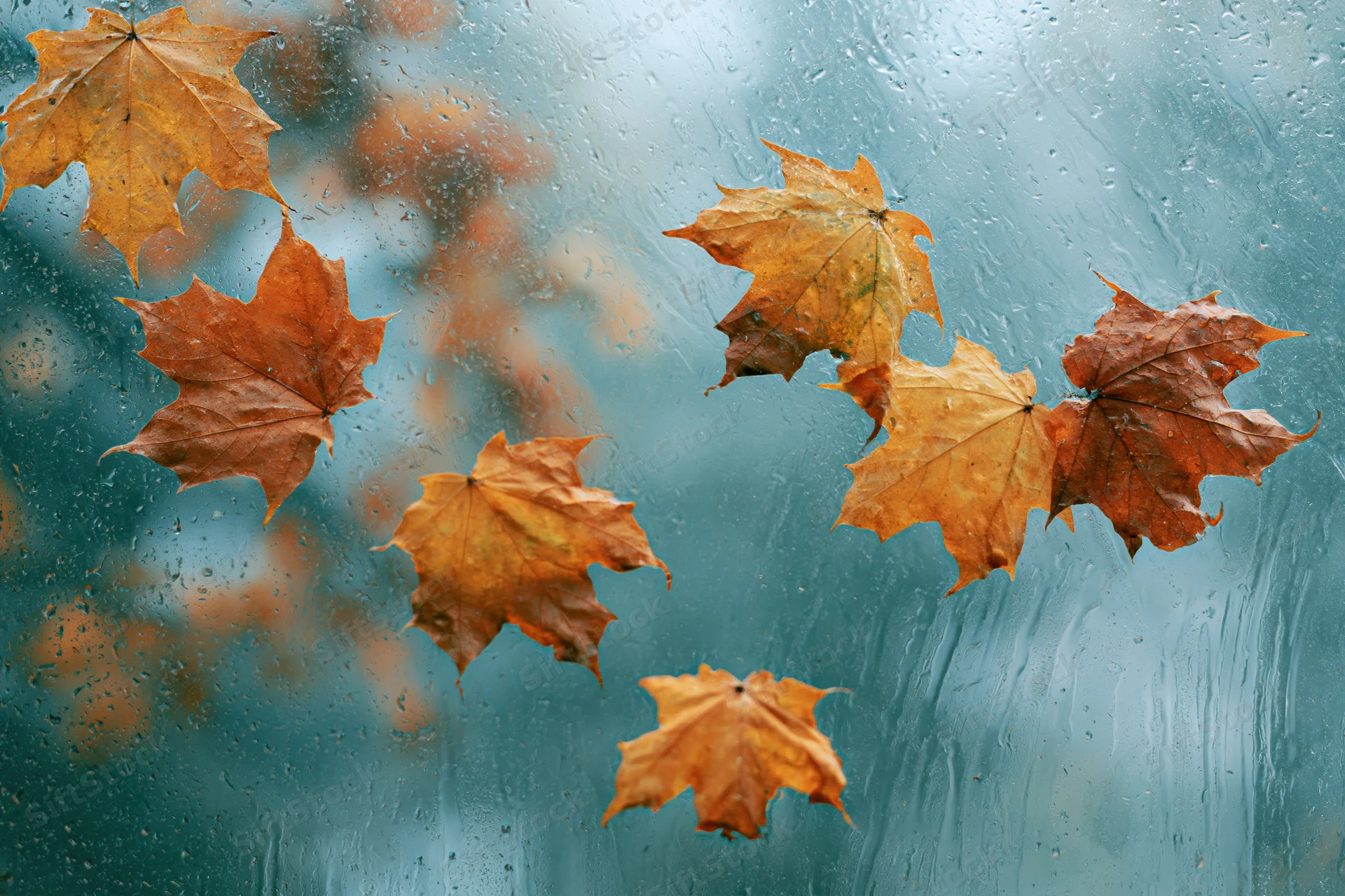 Wet autumn maple leaves scattered and pressed against a rain-streaked window glass