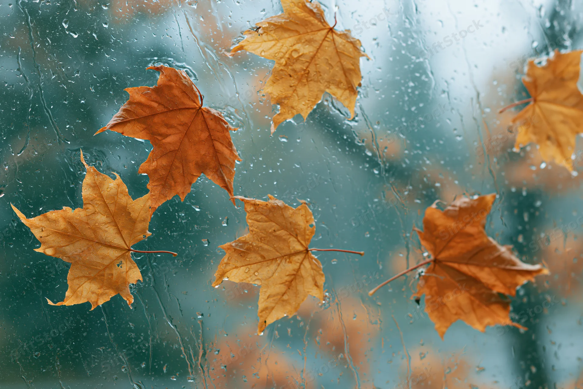 Wet autumn maple leaves scattered and pressed against a rain-streaked window glass