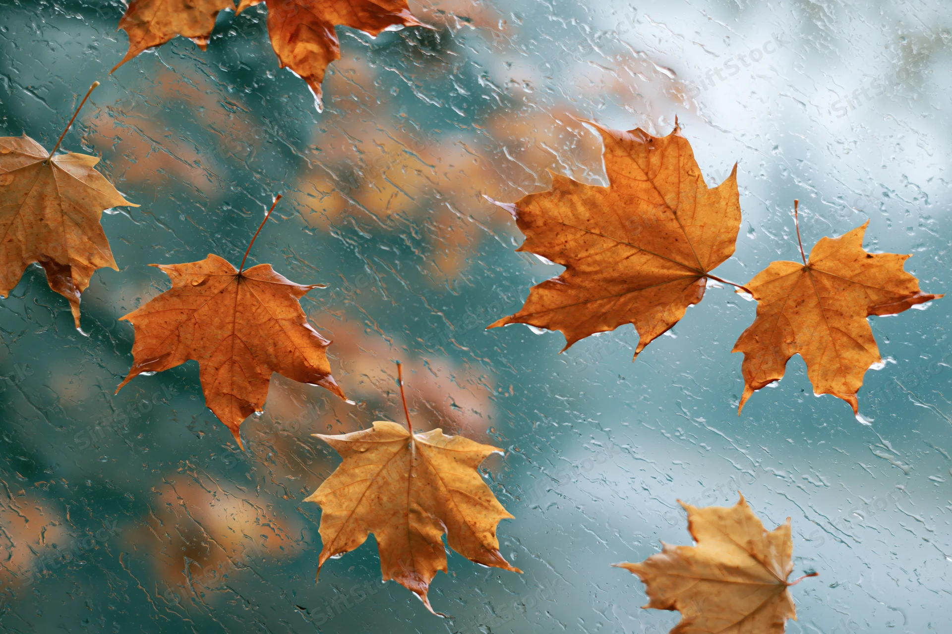 Wet autumn maple leaves scattered on a rain-covered glass window