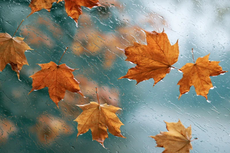 Wet autumn maple leaves scattered on a rain-covered glass window