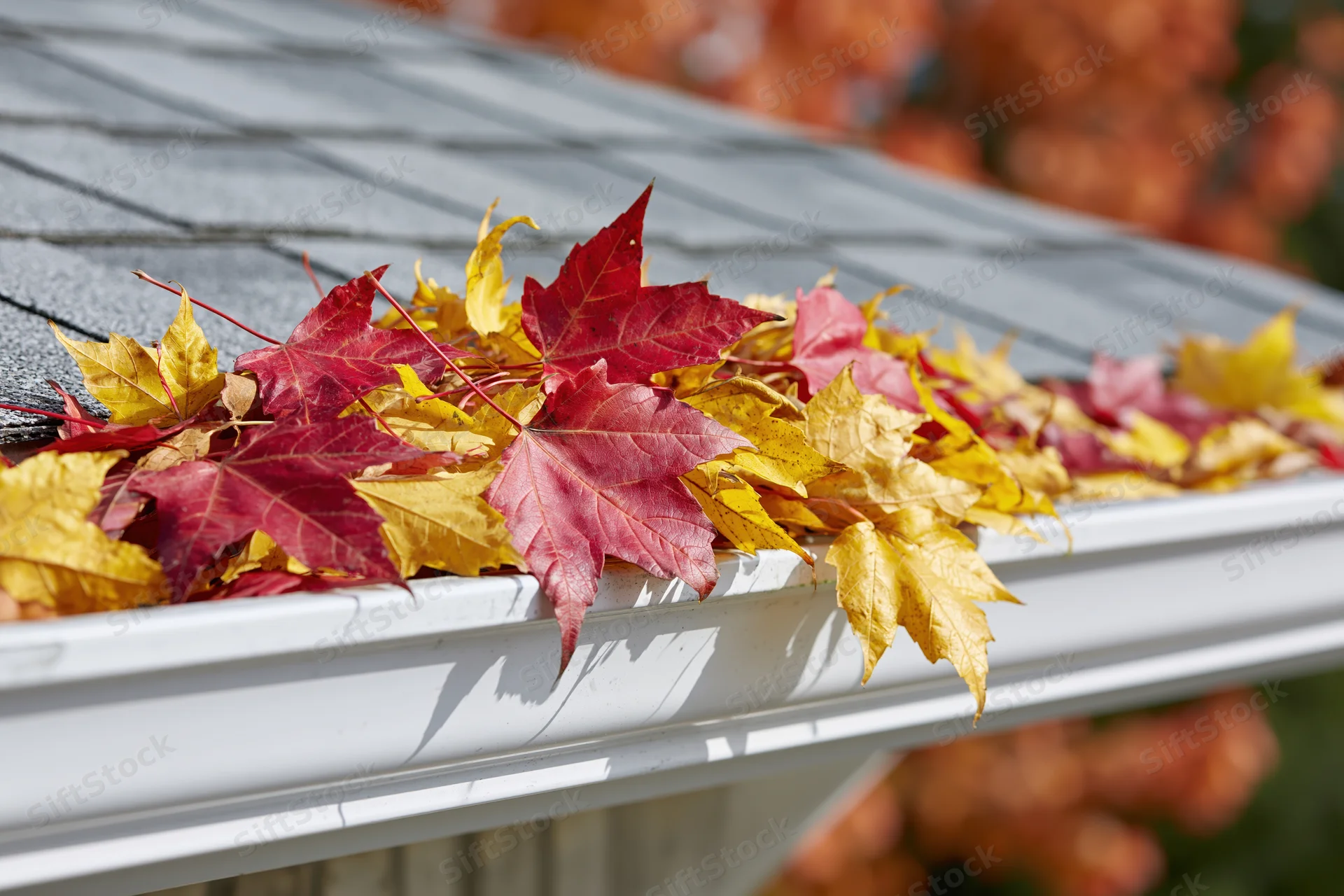 Fallen maple leaves packed in white plastic gutter on house roof