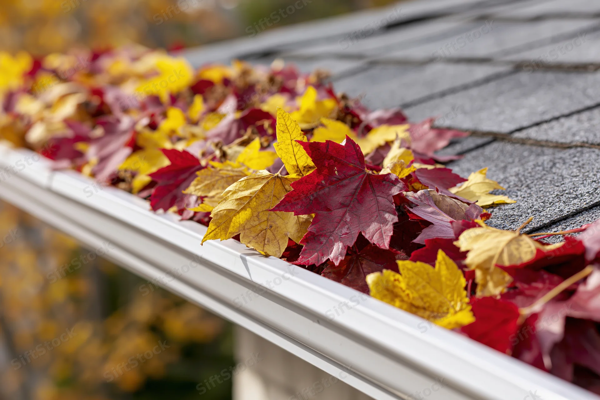 White plastic rain gutter filled with fallen maple leaves along a shingled roof