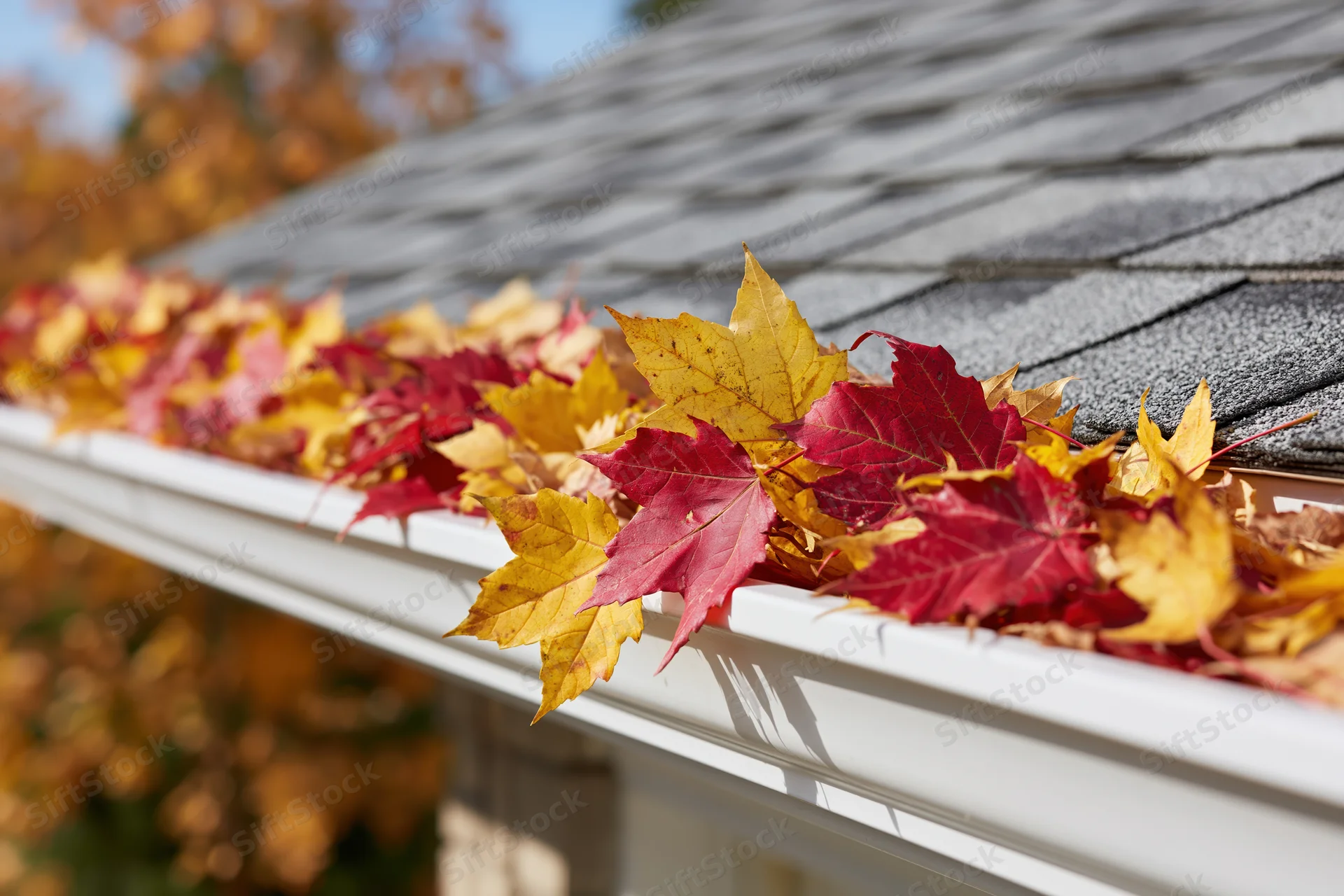 White plastic rain gutter filled with fallen maple leaves along a roof edge
