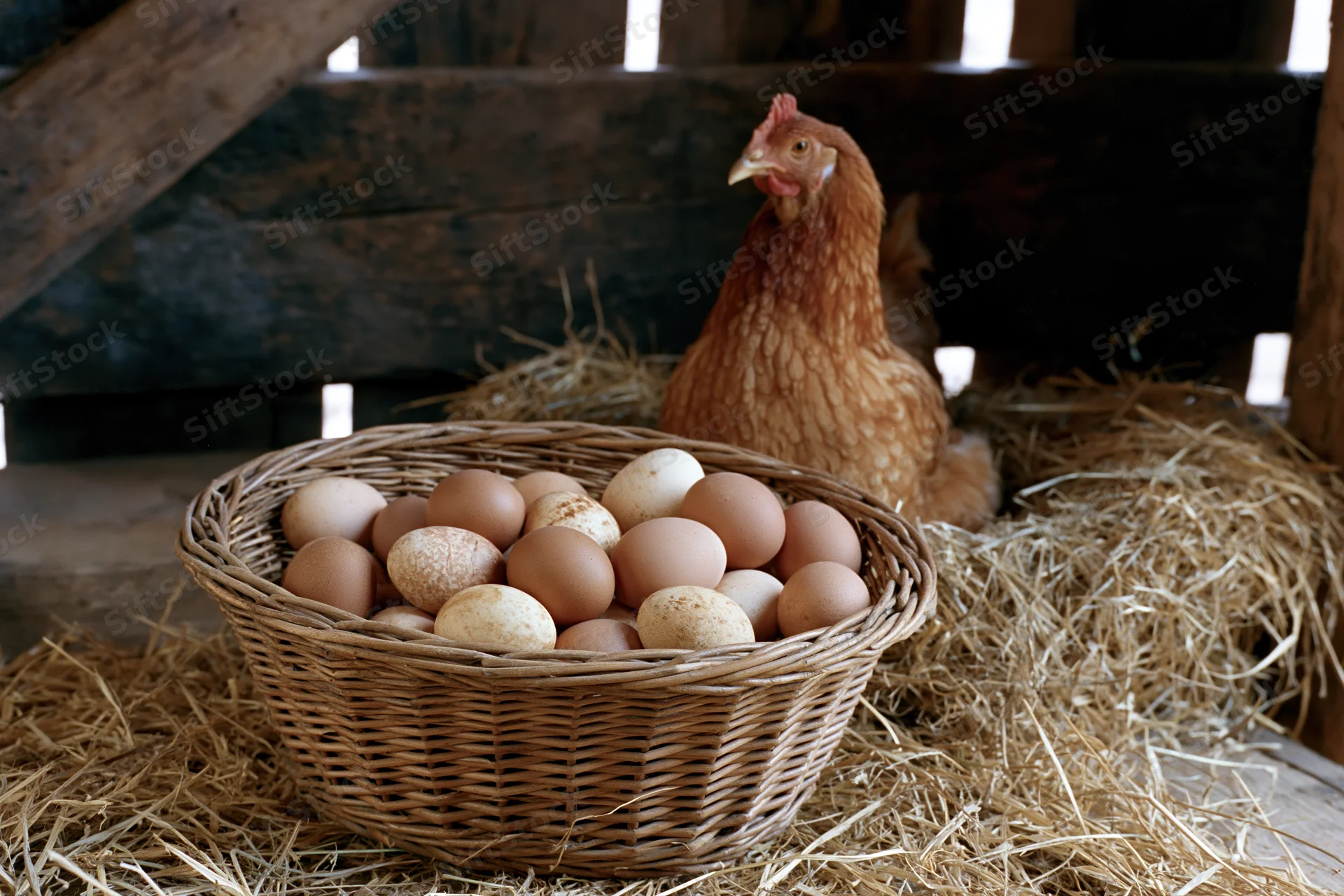 Wicker basket filled with brown and cream-speckled eggs resting on hay beside a hen in a barn coop