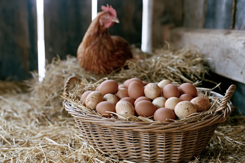 Wicker basket filled with brown and cream-speckled eggs resting on straw in a barn with a hen in the background