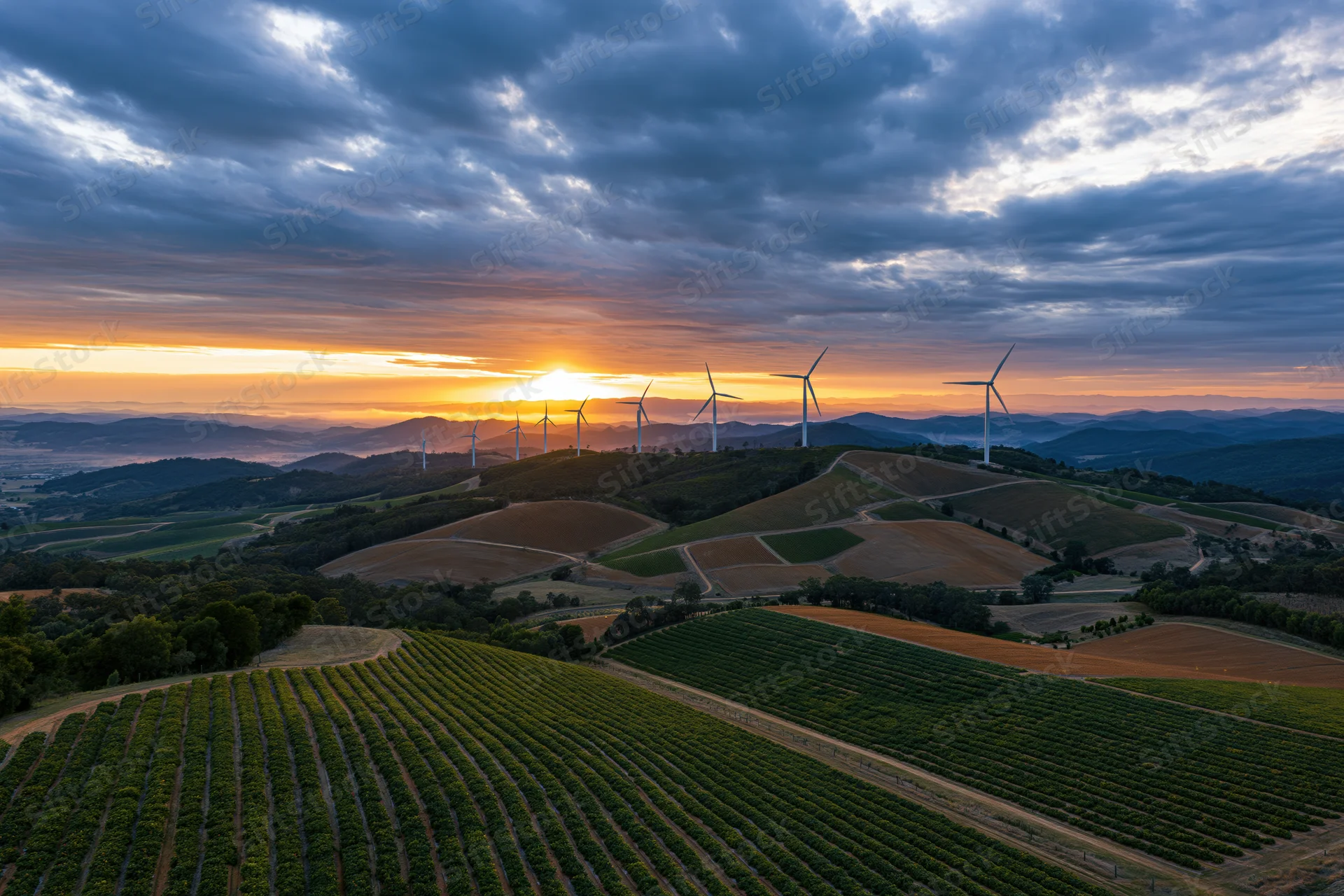 Rows of grapevines on rolling hills with wind turbines at sunset