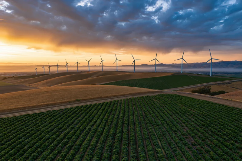 Strawberry rows in a green field on a farm with wind turbines on hills at sunset