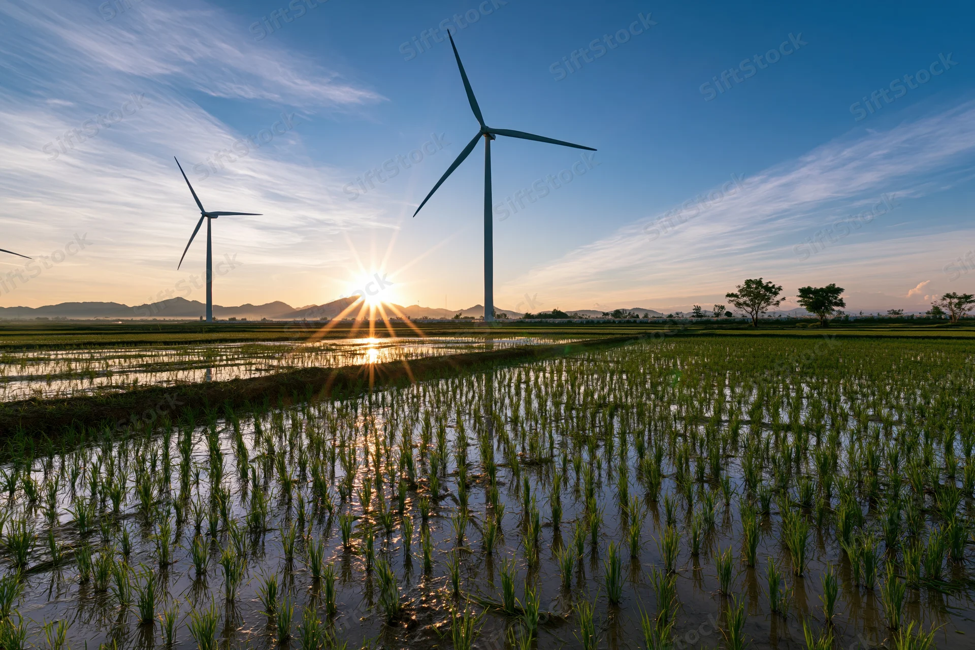 Wind turbines standing over flooded green rice paddies at sunrise