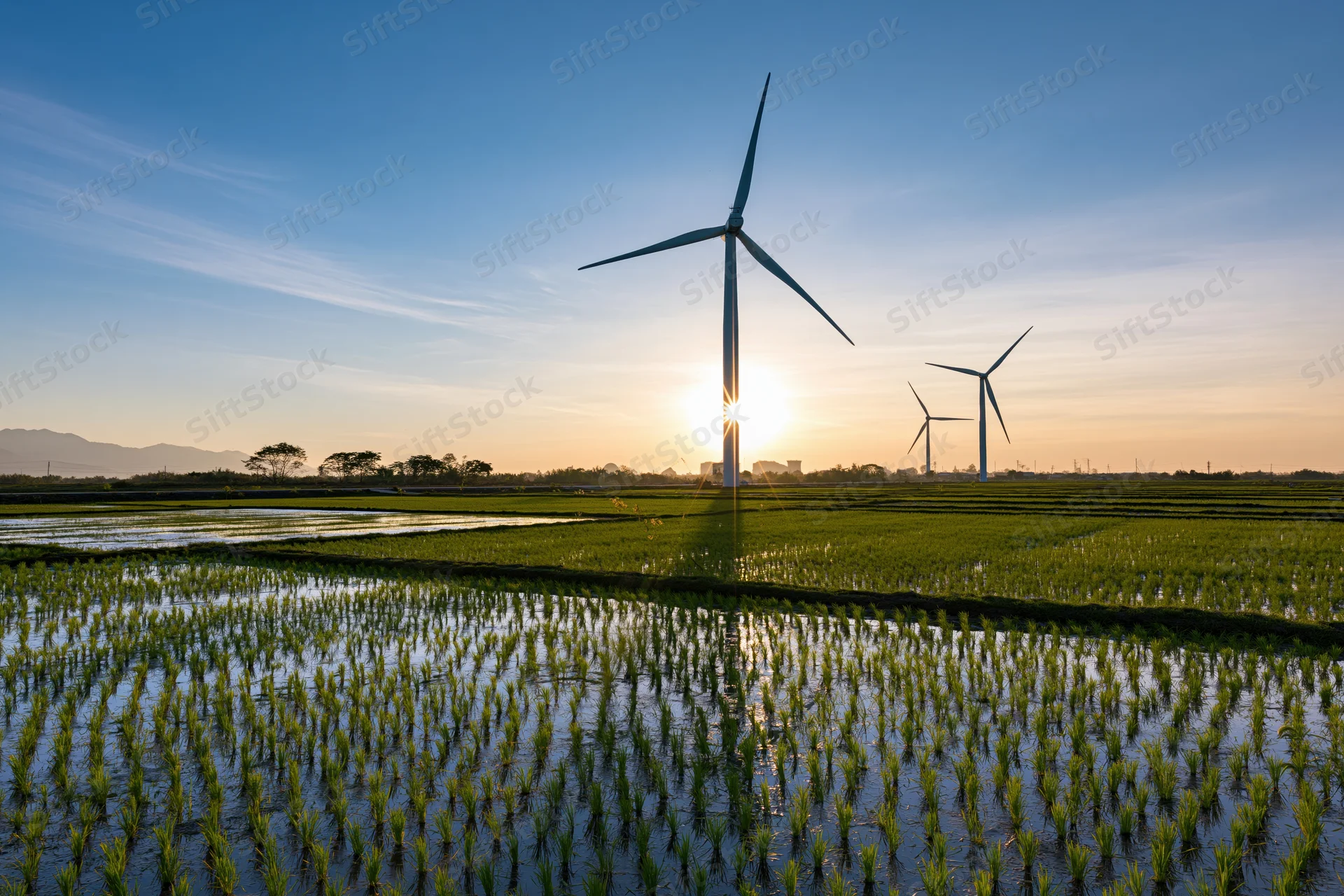 Wind turbines standing over flooded green rice paddies at sunset
