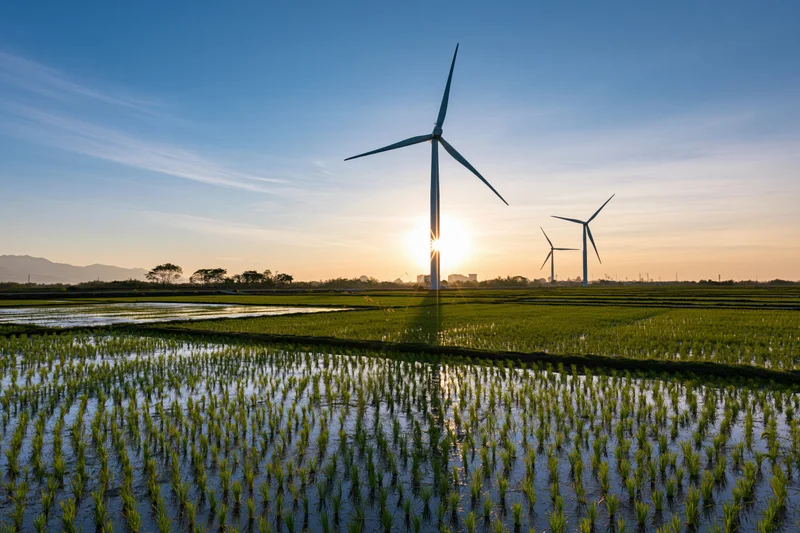 Wind turbines standing over flooded green rice paddies at sunset