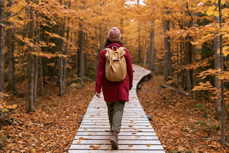 Woman walking away on wooden boardwalk through autumn forest with fallen leaves