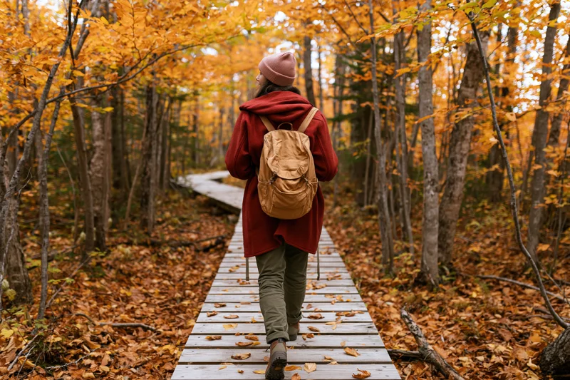 Woman walking away on wooden boardwalk through autumn forest with fallen leaves and colorful trees