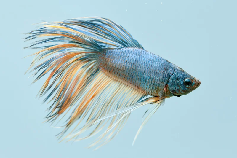 Blue and orange betta fish swimming midwater with flowing fins against light blue background