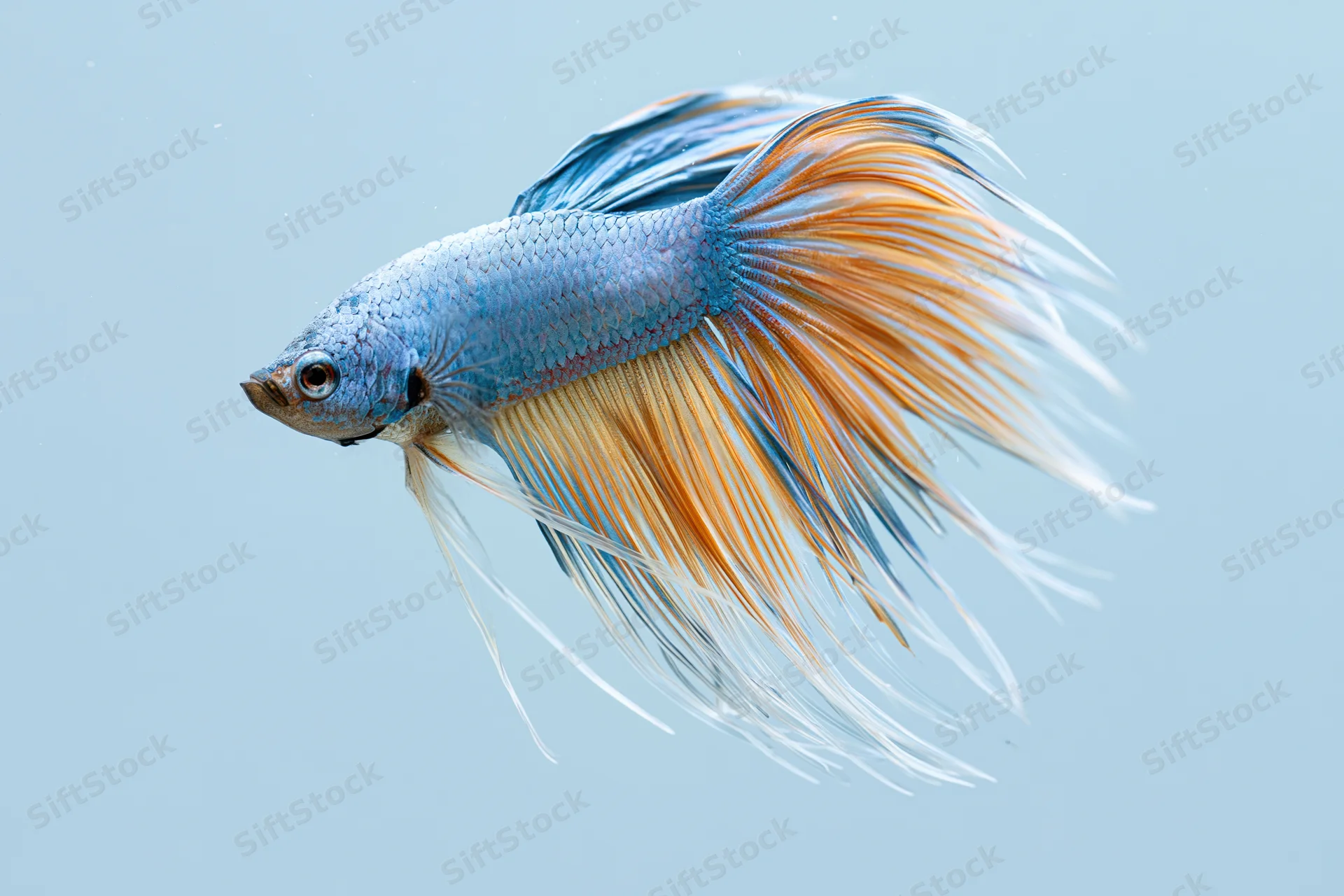 Blue and orange betta fish swimming midwater with flowing fins against light blue background