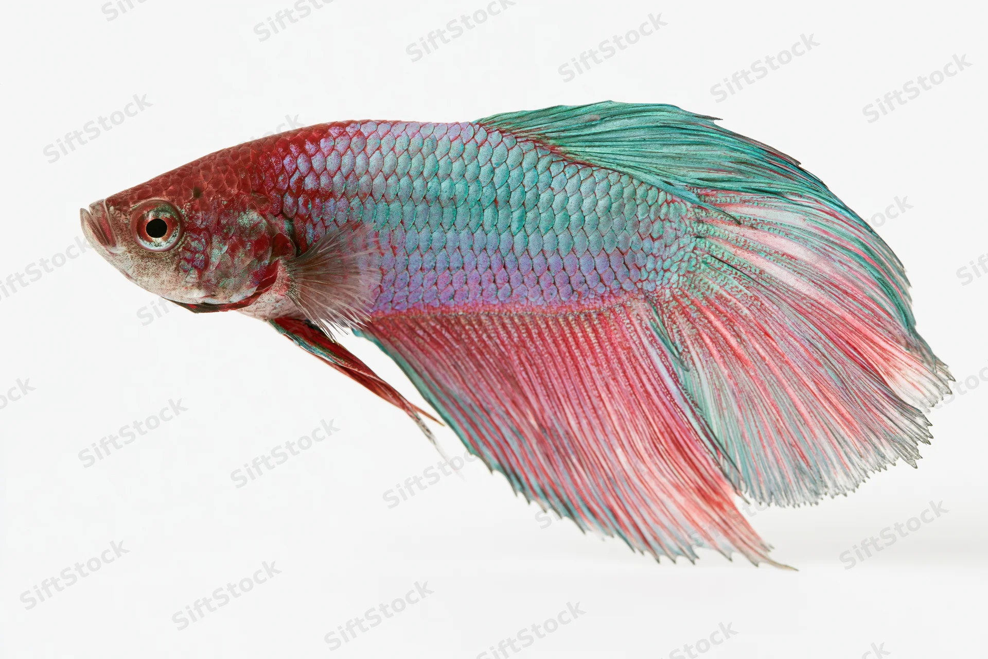 Siamese fighting fish with flowing halfmoon tail fins isolated on white background