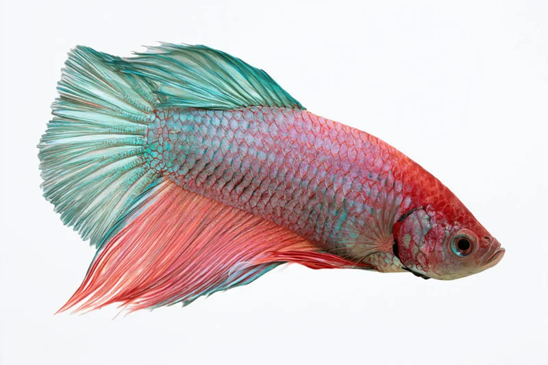 Siamese fighting fish with flowing halfmoon tail fins isolated on white background