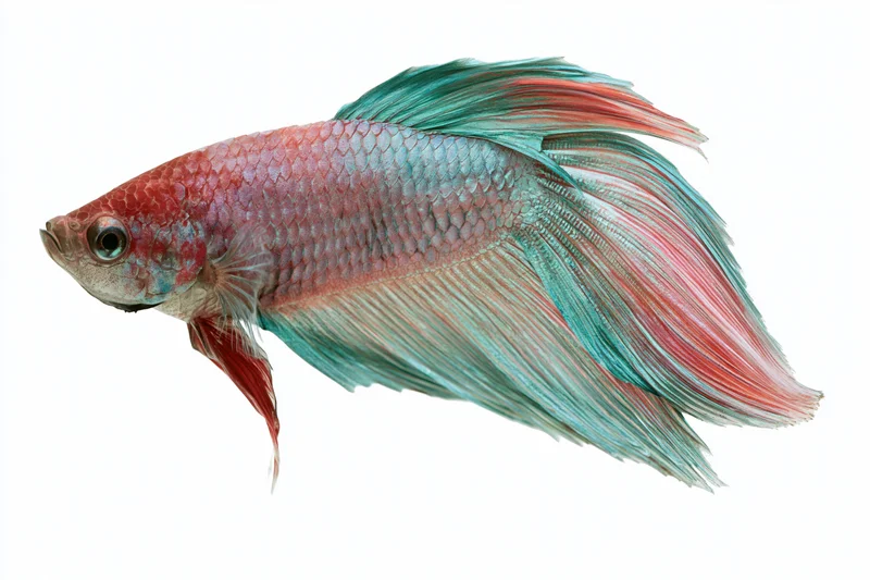 Siamese fighting fish with flowing halfmoon tail fins isolated on white background