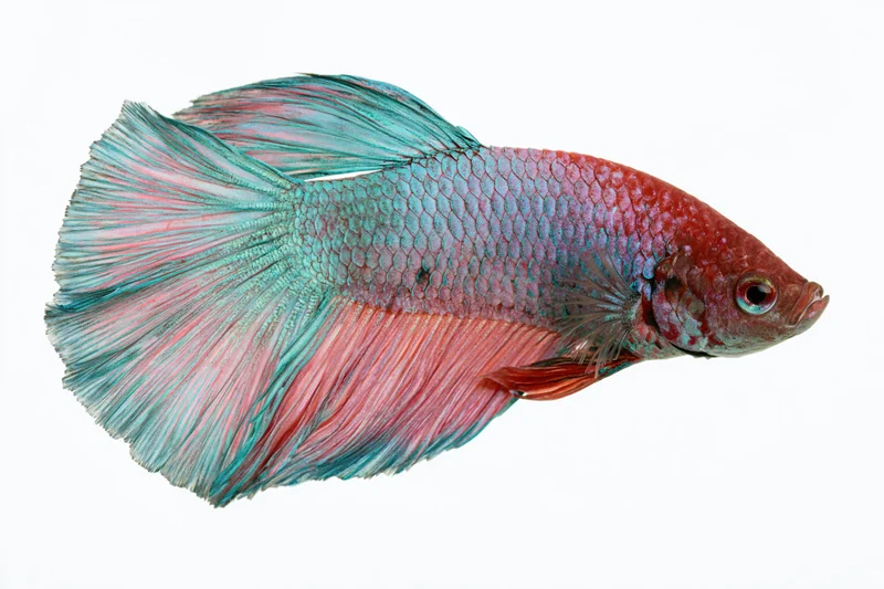 Siamese fighting fish with flowing halfmoon tail fins isolated on white background