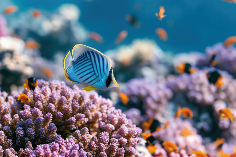 Blue-striped butterflyfish swimming among pink coral in a tropical reef